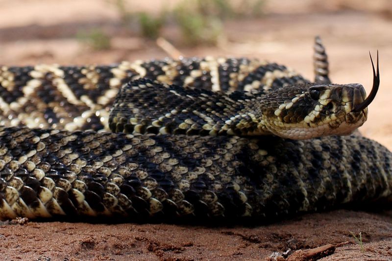 Eastern Diamondback Rattlesnake