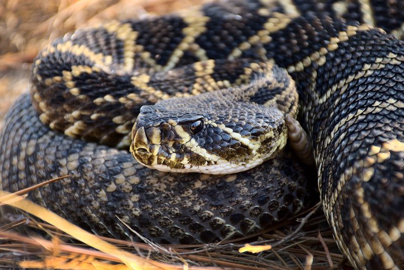 Eastern Diamondback Rattlesnake