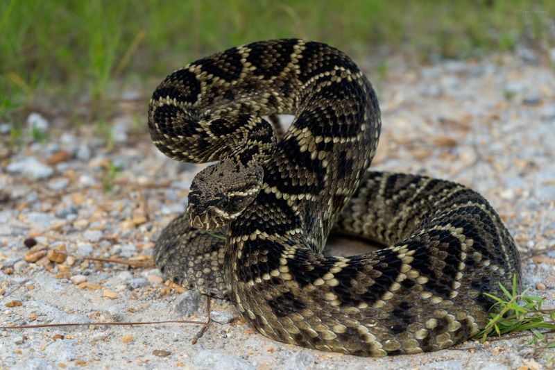 Eastern Diamondback Rattlesnake