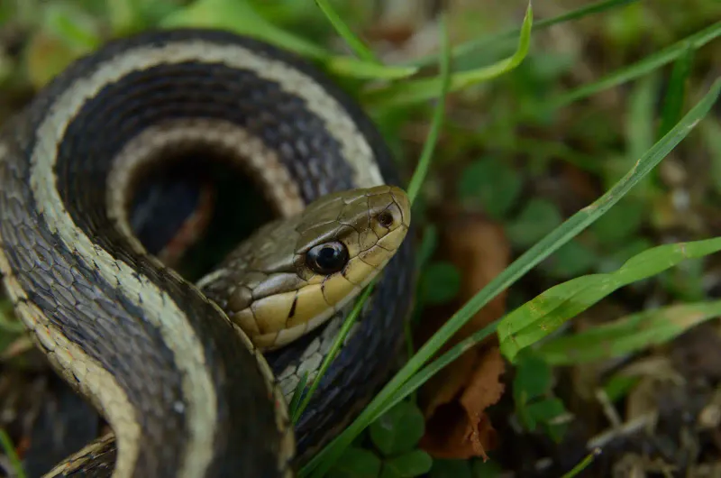 Eastern Garter Snake