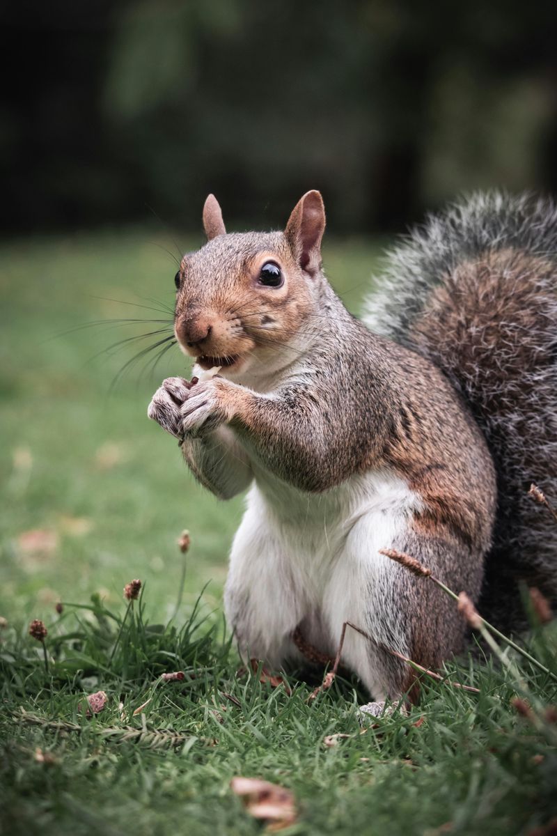 Eastern Gray Squirrel