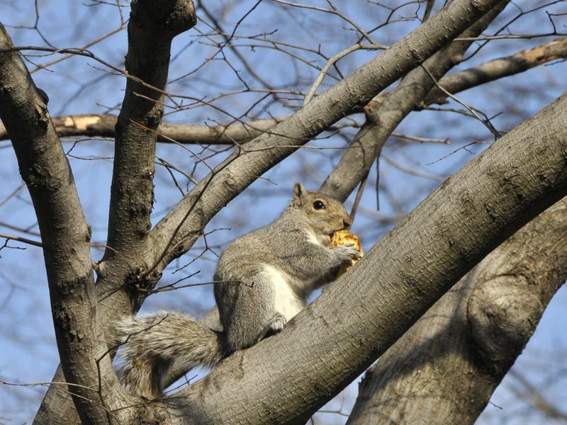 Eastern Gray Squirrels