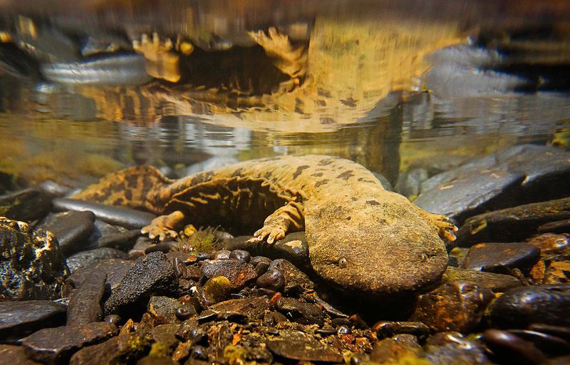 Eastern Hellbender