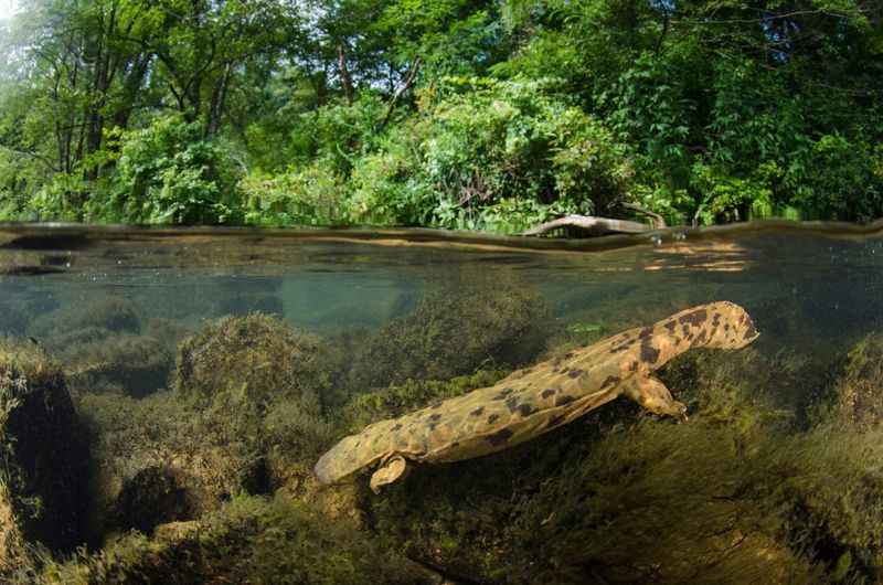 Eastern Hellbender