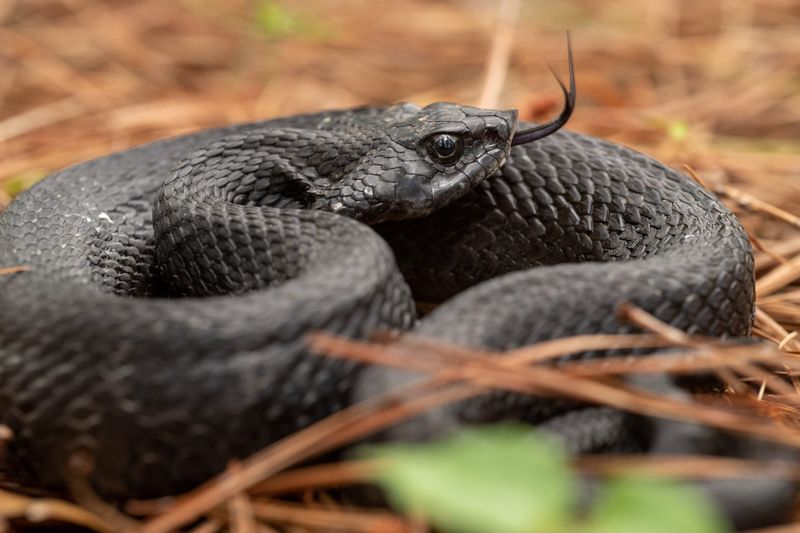 Eastern Hognose Snake