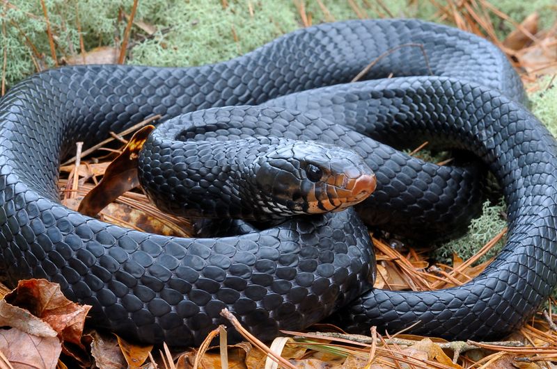 Eastern Indigo Snake