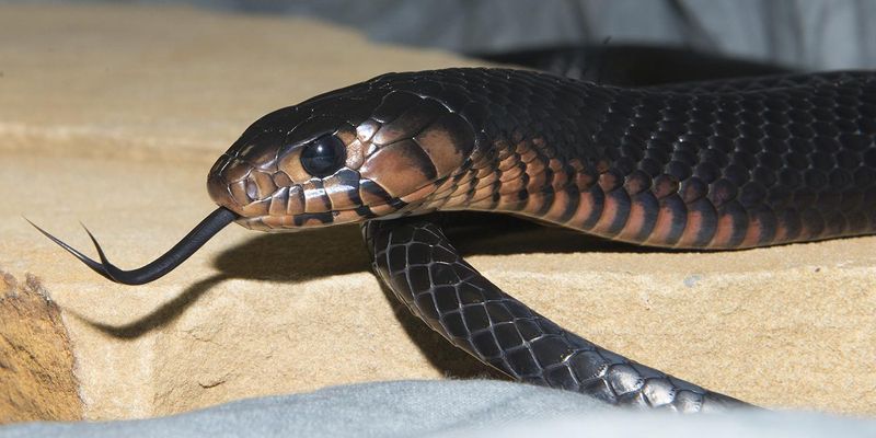 Eastern Indigo Snake