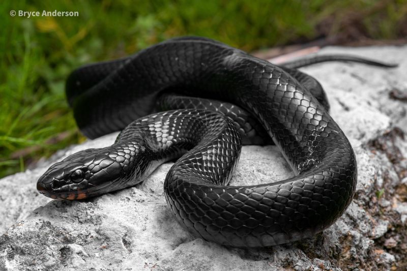 Eastern Indigo Snake