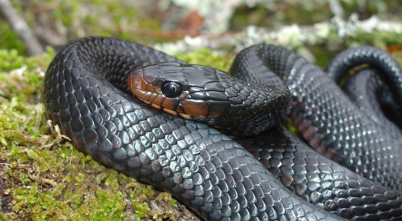 Eastern Indigo Snake