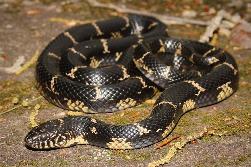 Eastern Kingsnake