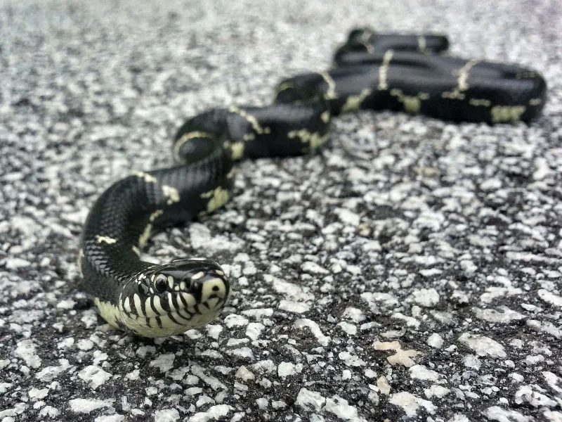 Eastern Kingsnake