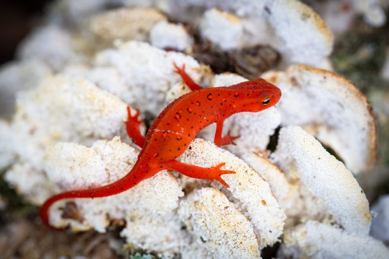 Eastern Newt