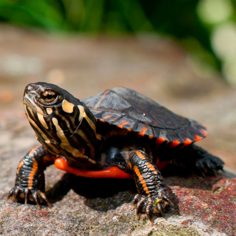 Eastern Painted Turtle