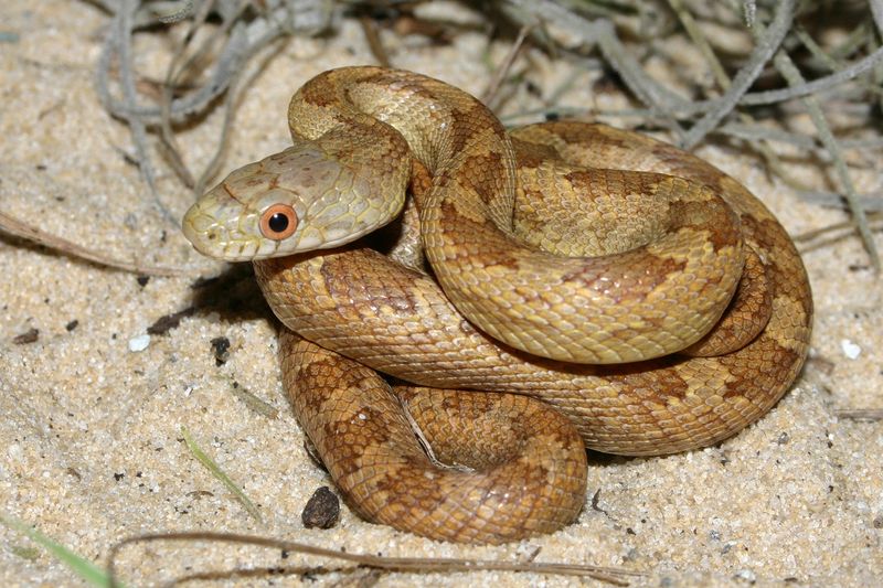 Eastern Rat Snake