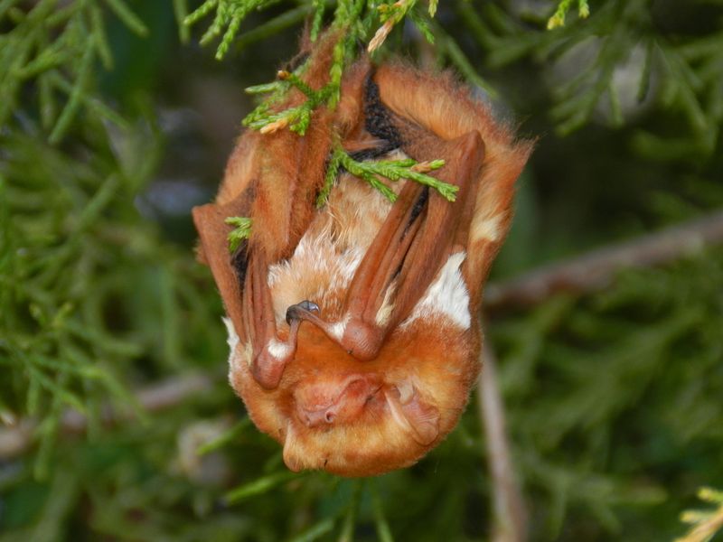 Eastern Red Bat