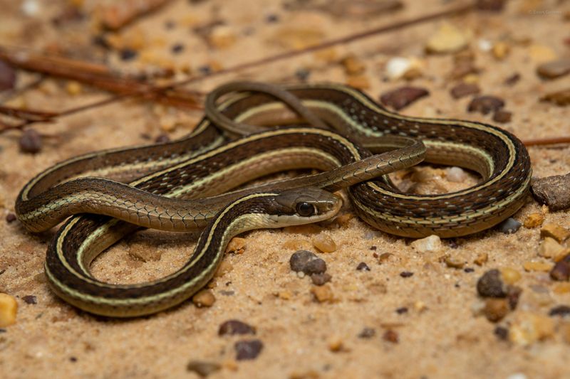 Eastern Ribbon Snake