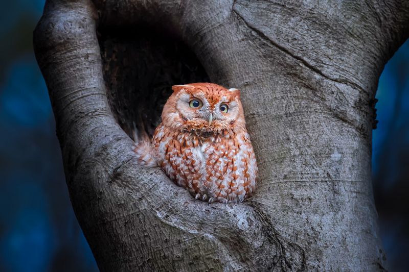 Eastern Screech Owl