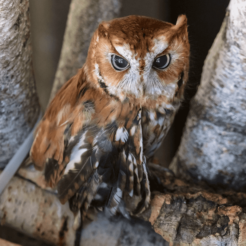 Eastern Screech Owl