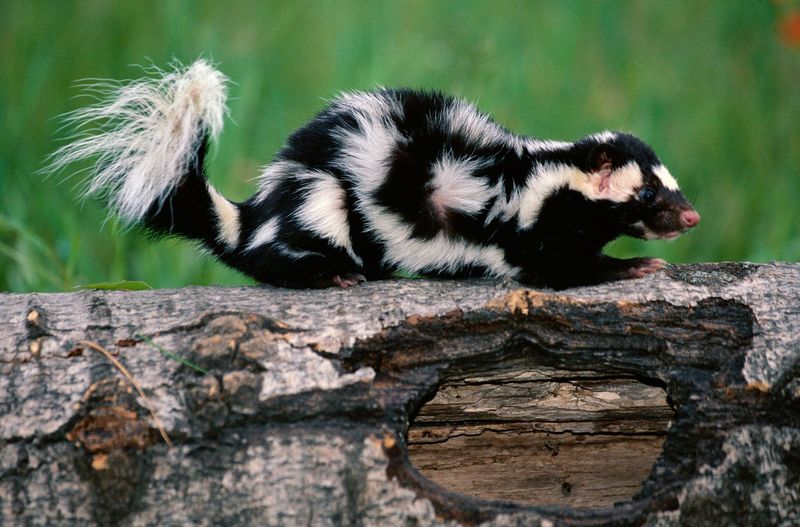 Eastern Spotted Skunk