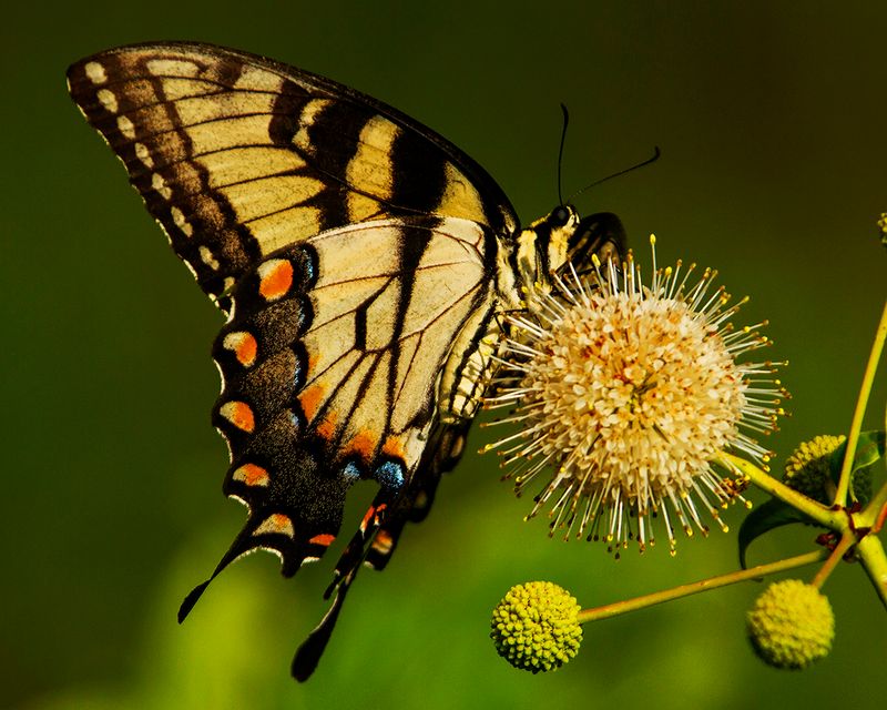 Eastern Tiger Swallowtail