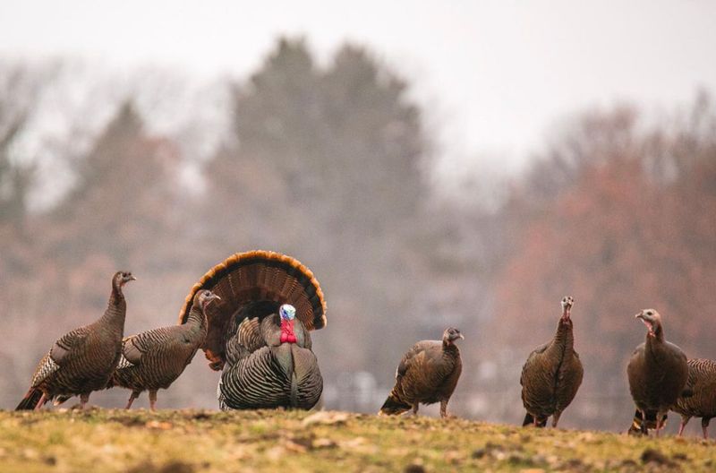 Eastern Wild Turkey