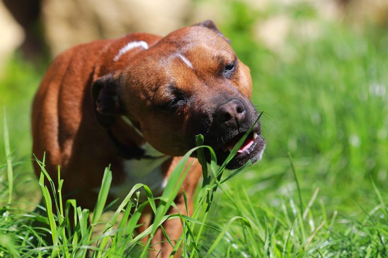 Eating Grass