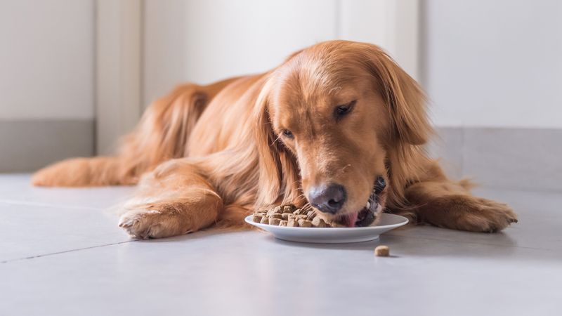 Eating Snacks or Treats