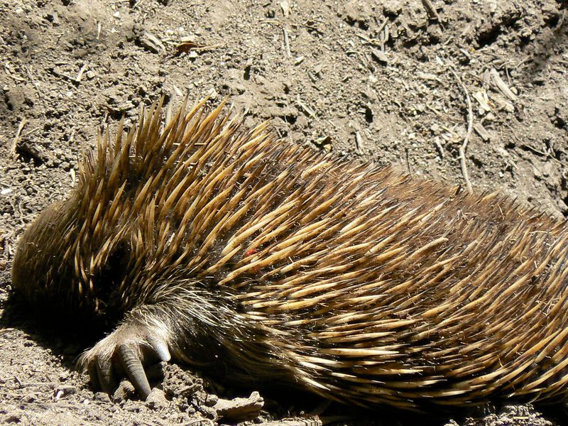 Echidna