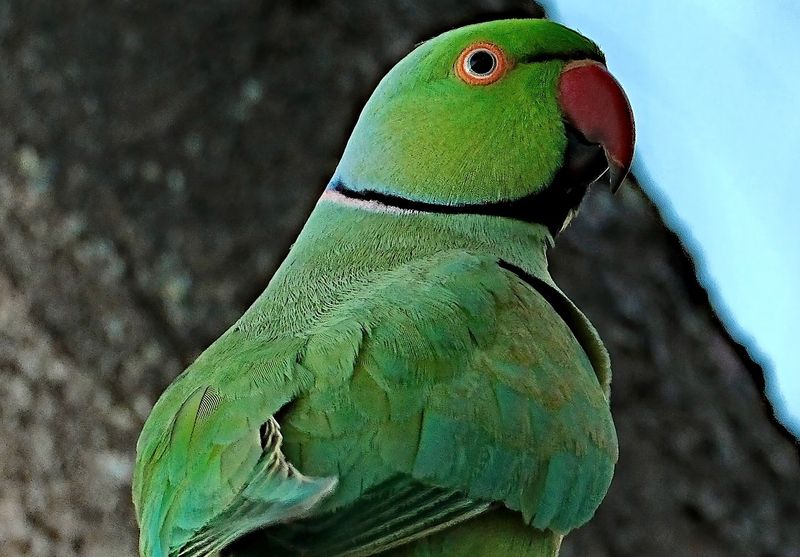 Echo Parakeet