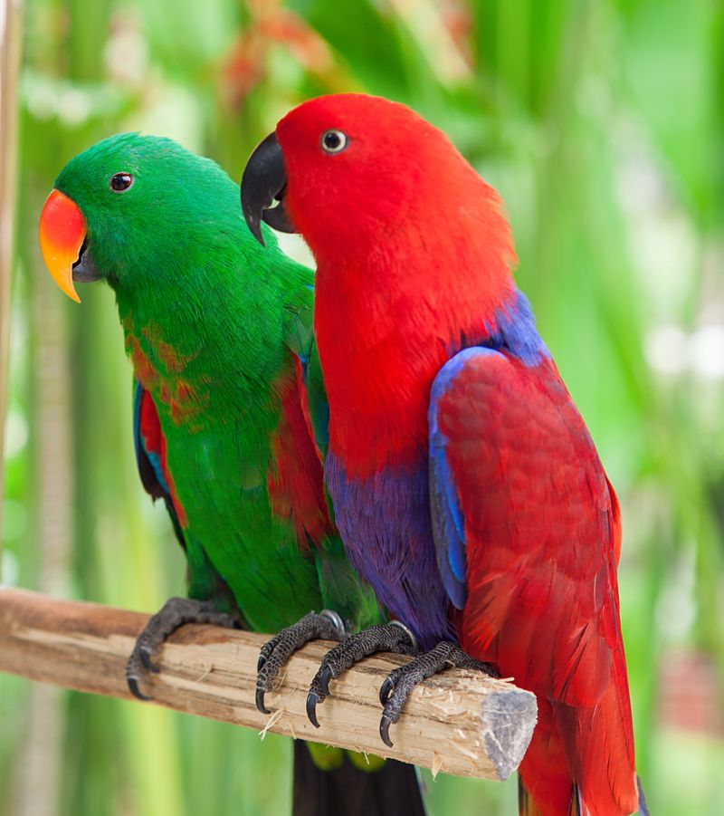 Eclectus Parrot