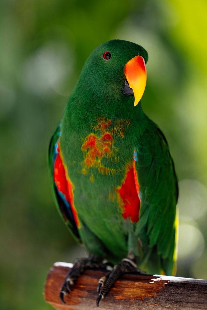 Eclectus Parrot