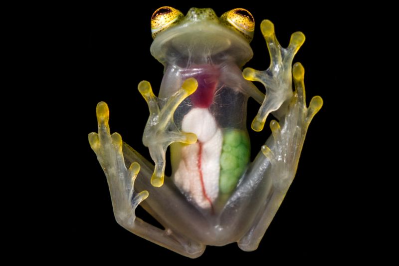 Ecuadorian Glass Frog