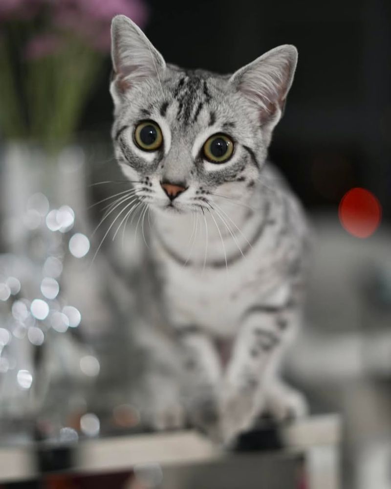 Egyptian Mau