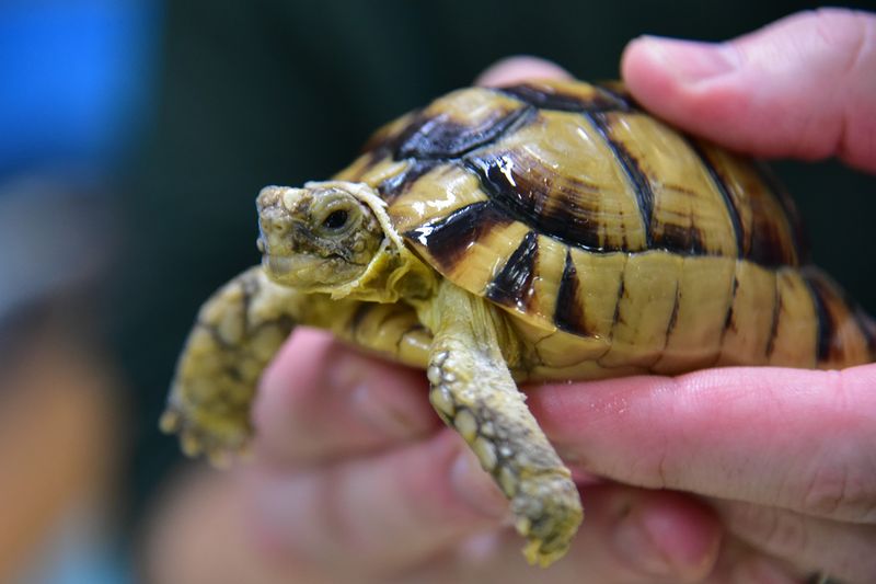 Egyptian Tortoise