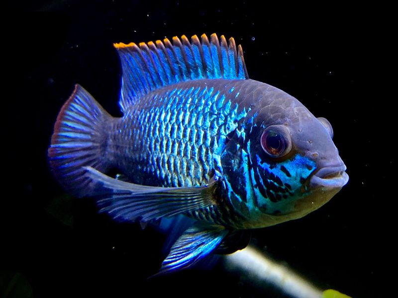 Electric Blue Acara