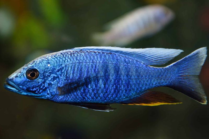 Electric Blue Cave Fish