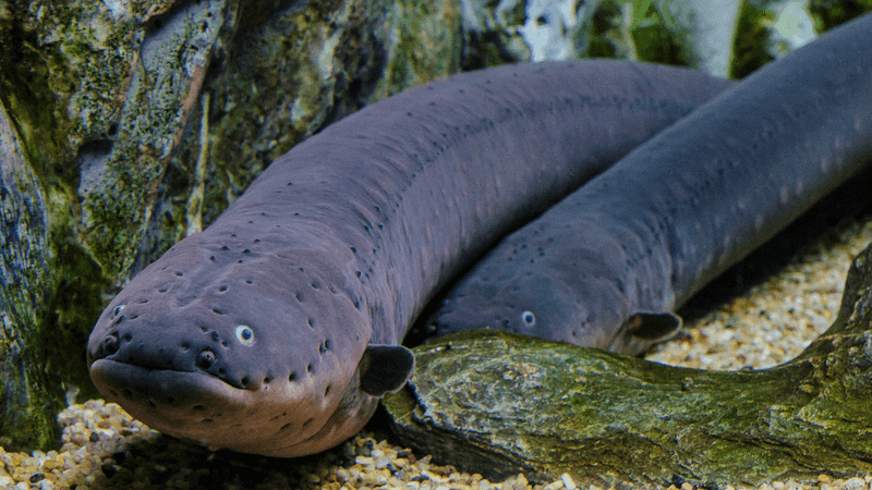 Electric Eel's Shock