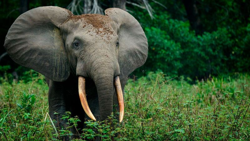 Elephant