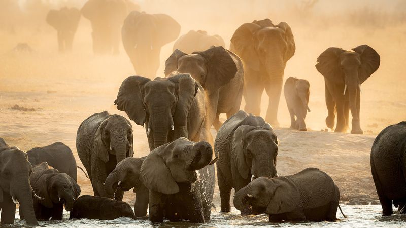 Elephant Range Shifts in Africa