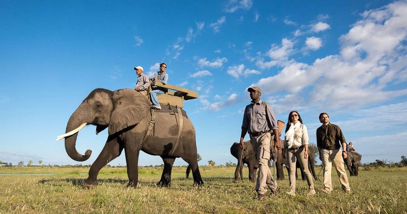 Elephant Safari in Botswana