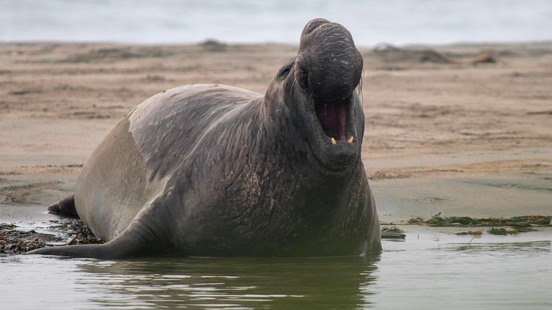 Elephant Seal