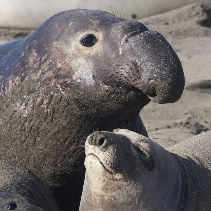 Elephant Seal