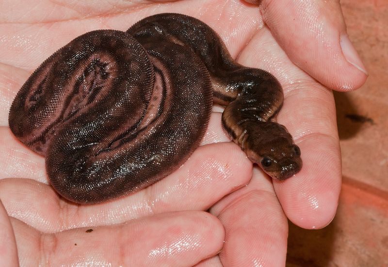 Elephant Trunk Snake