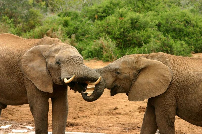 Elephants' Communication