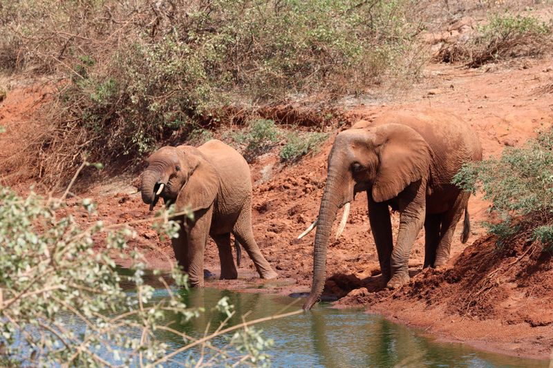 Elephants Detecting Water Sources