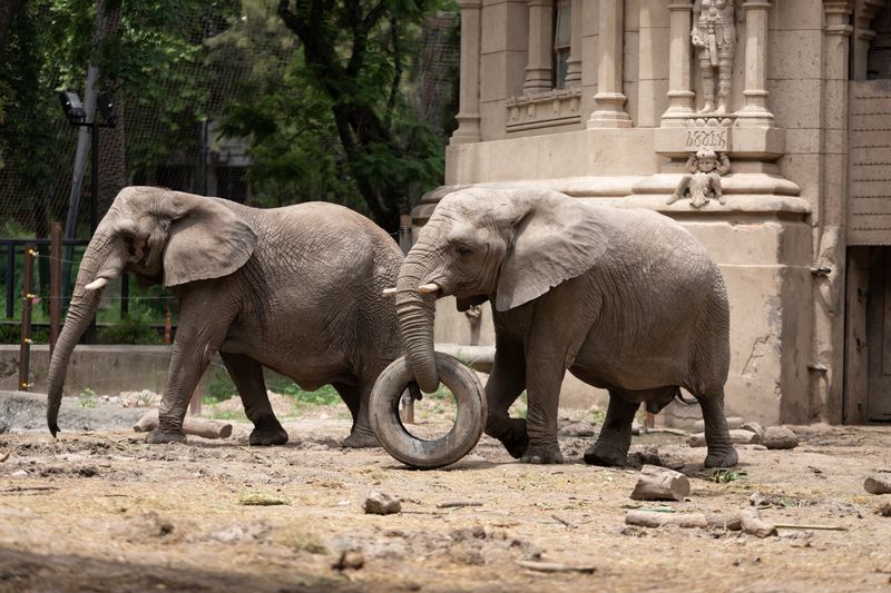 Elephants Must Have a Companion - France