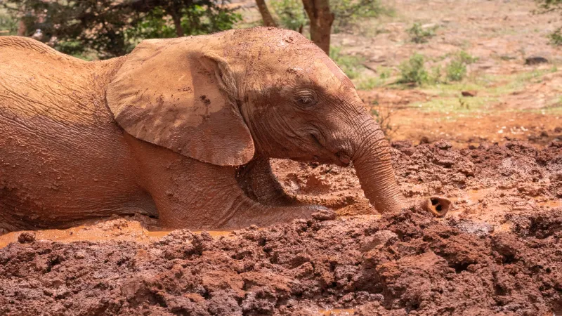 Elephants Using Self-Medication