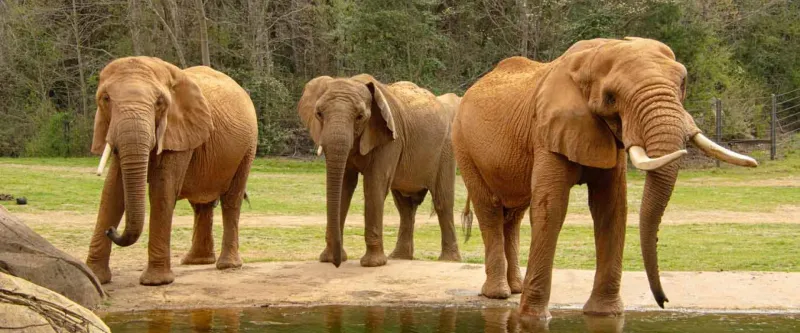 Elephants