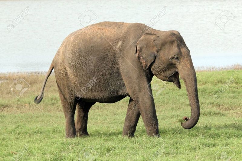 Elephas hysudricus