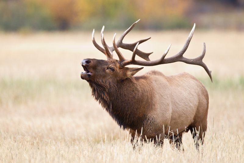 Elk